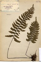 藏品(剪葉鐵角蕨)的圖片